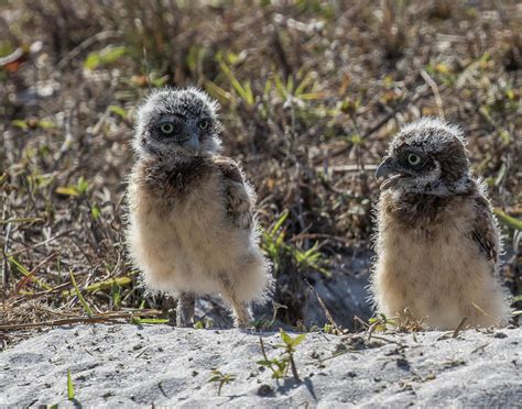 Burrowing Owl Chicks Photograph By Paula Fink Fine Art America