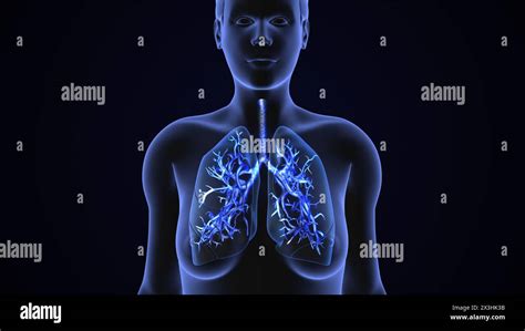 Human Lungs Respiratory System Health Concept Stock Photo Alamy