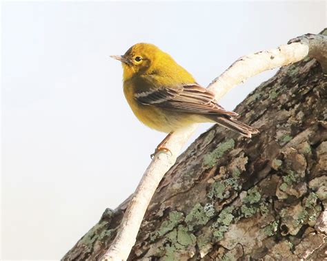 Pine Warbler Setophaga Pinus Robert Becker Flickr