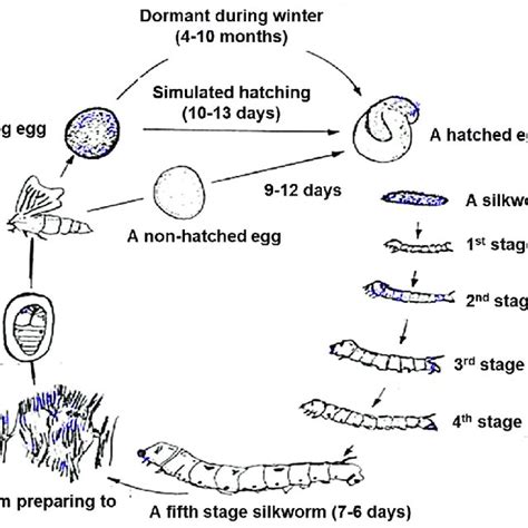 The Life Cycle Of Silkworm Download Scientific Diagram