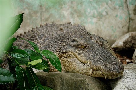 Philippine Saltwater Crocodile Crocodylus Porosus Gunther Deichmann