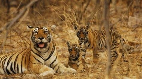 Indravati National Park - Jagdalpur | Indravati National Park Photos ...