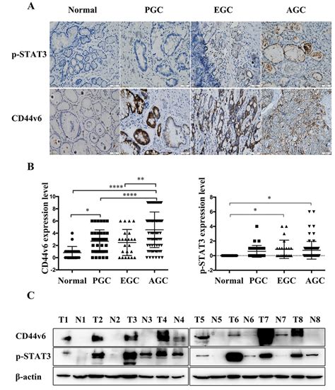 A Immunostaining And B Analysis Of The Results Of Cd44v6 And