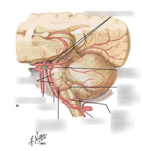 Cns Vasculature Posterior Circulation Diagram Quizlet