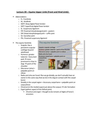 Lecture 17 Equine Reproductive System Lecture 17 Equine