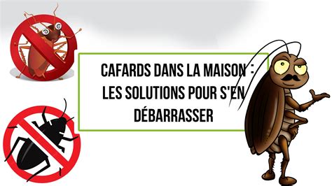 Cafards Dans La Maison Les Solutions Pour S En D Barrasser Tunisie