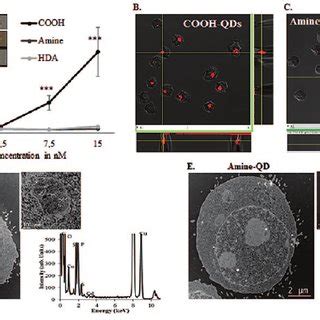 Evaluation Of Qd Uptake By Tk Cells A Graph Representing The Mean