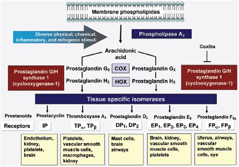 Production And Actions Of Prostaglandins And Thromboxane Arachidonic