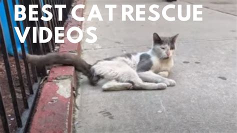 Best Cat Rescue Video Compilation Youtube