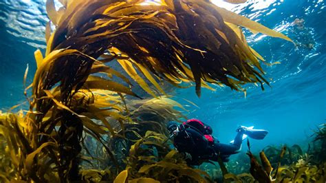 Giant Kelp Forests Tasmania New Technique To Grow Kelp M Per Month