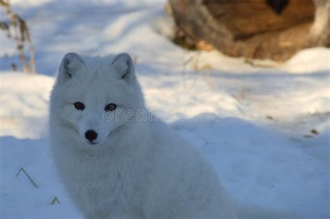 Arctic fox in the outdoors stock image. Image of color - 110405943