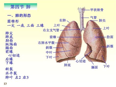 系统解剖学第七版06呼吸系统word文档在线阅读与下载无忧文档