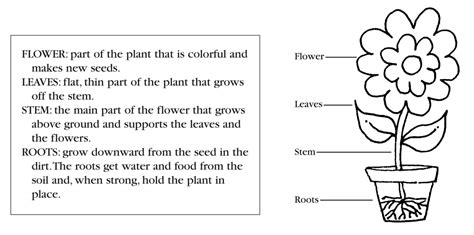 flower parts 2 - S&S Blog