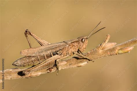 Piękny brązowy konik polny wśród dzikiej natury Stock Photo Adobe Stock