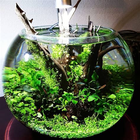 Beautiful Nature Fish Bowl Aquarium Planted Aquarium Indoor Water