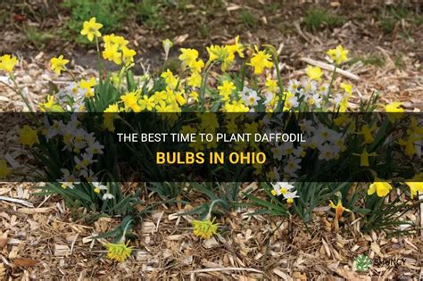 The Best Time To Plant Daffodil Bulbs In Ohio Shuncy