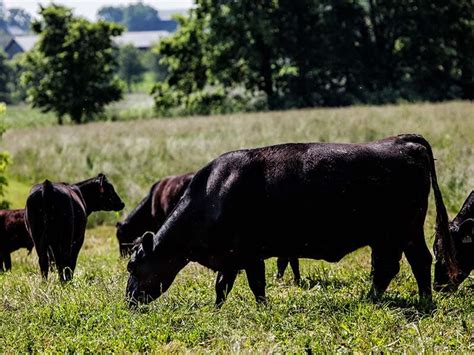 Organic Grass Fed Beef Elmwood Stock Farm