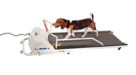 11 Best Dog Treadmills (Buying Guide)