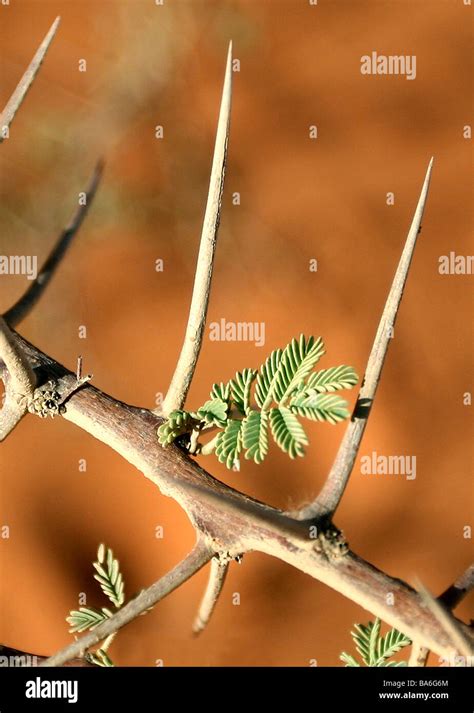 Acacia Trees Thorns