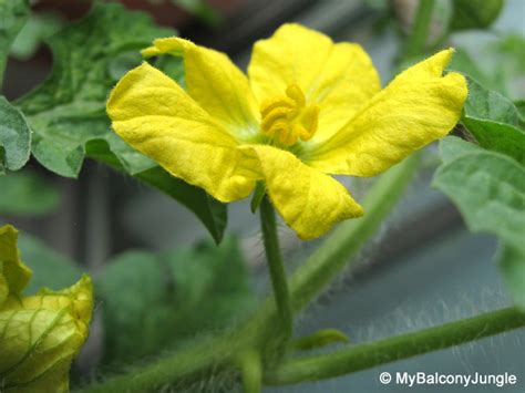 Hand Pollination of Watermelon Flowers