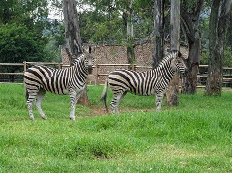 Top 4 Things to Do in Johannesburg Zoo