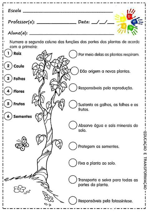 Blog Educação E Transformação 👍plantas