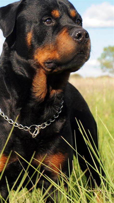 Angry Rottweiler Wallpaper