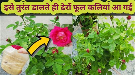 Top 7 Rose Gardening Secret Tips Best Fertilizer For Rose Plant