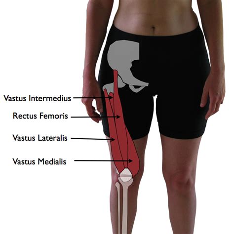 Vastus Lateralis Trigger Points The Knee Pain Trigger Points Part