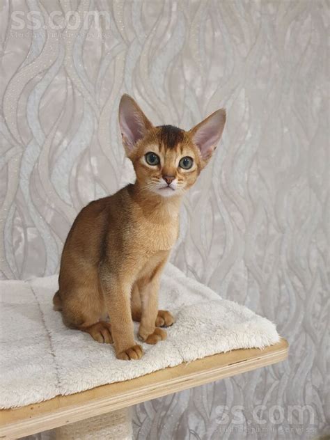 SS.COM Кошки, котята - Абиссинская, Цена 900 €. Сертифицированный ...