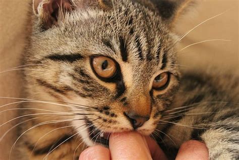 Kenapa Kucing Suka Menggigit Jari Jari Kaki Pemiliknya Ketahui 4