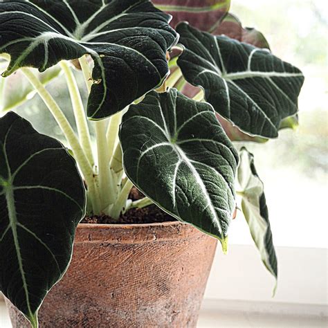 Black Velvet Alocasia Plant techcaboodle