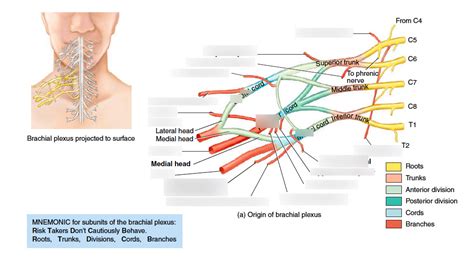 Diagram Of Brachial Plexus Quizlet