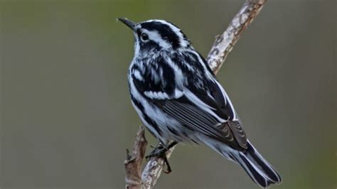 Black And White Birds (30 Species, With Pictures)