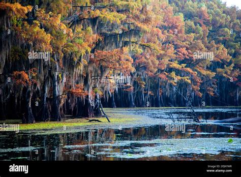 Bald cypress in fall color Stock Photo - Alamy