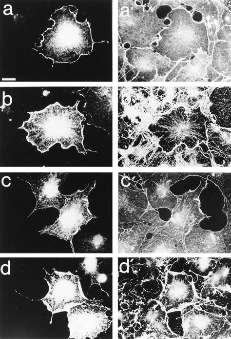 Incorporation Of Cy Actin Into Ruffling Lamellipodia Induced By