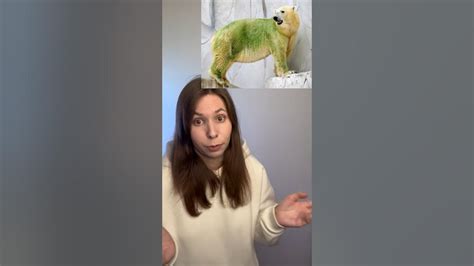 Зеленый белый медведь🐻‍ ️ #интересно #интересныефакты #белыймедведь # ...