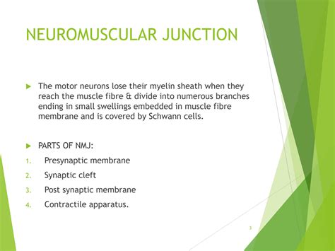 Solution Anatomy Physiology Of Neuromuscular Junction 2 Studypool