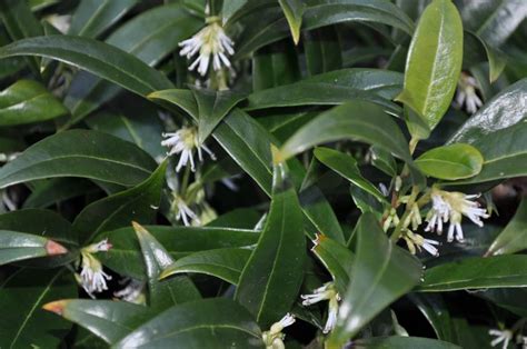 Sarcococca Hookeriana Humilis Sweetbox Dwarf 3 Behmerwald Nursery