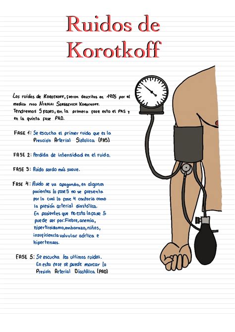 Descifrando Los Ruidos De Korotkoff Evaluaci N De La Presi N Arterial