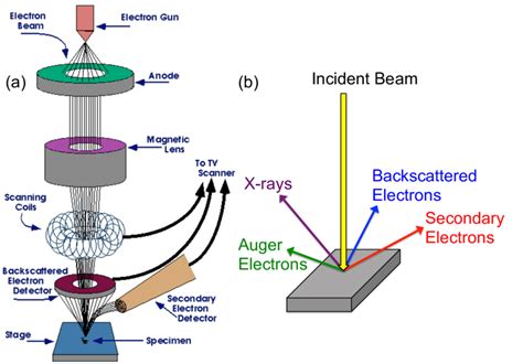 8 Schematic Drawing Of A The Typical Scanning Electron Microscope