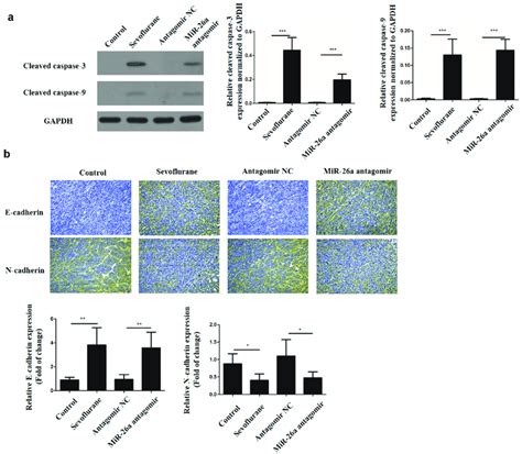 Sevoflurane Inhibits EMT Of LSCC And Promotes Its Apoptosis In Vivo