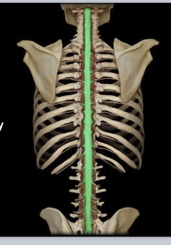 Spinal Cord Cadaver Flashcards Quizlet