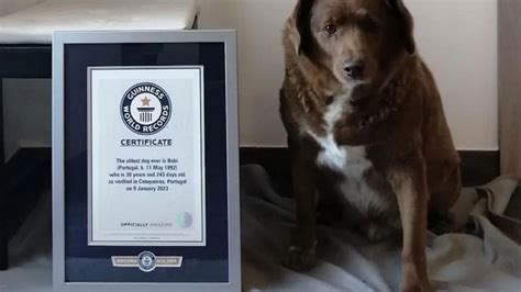 30-year-old Bobi named world’s oldest living dog by Guinness World ...