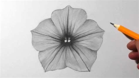 How To Draw A Petunia Flower Pencil Drawing For Beginners Youtube