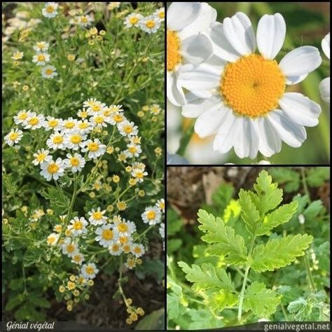 Tanacetum Parthenium Grande Camomille