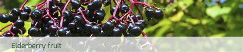 Elderberry fruit – Sambucus nigra | Euromed