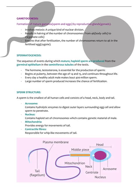 Summary Human Reproduction Gametogenesis The Menstrual Cycle Stages