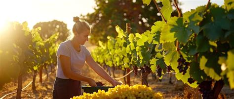 Free Photo | Person picking grapes and spending time in the vineyard