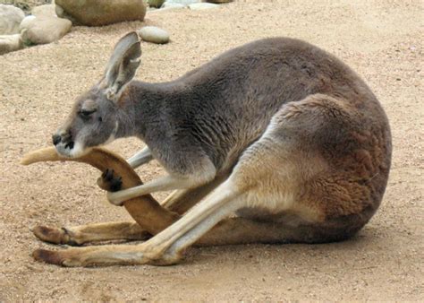 Kangaroos feeding Free Photo Download | FreeImages